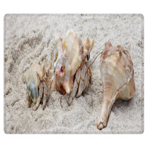 Hermit Crabs On A Beach Of Socotra Island Rugs 100044893