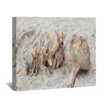 Hermit Crabs On A Beach Of Socotra Island Wall Art 100044893