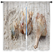 Hermit Crabs On A Beach Of Socotra Island Window Curtains 100044893