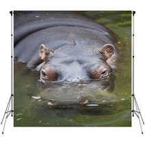 Hippo Swimming In Water Backdrops 65514878