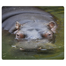 Hippo Swimming In Water Rugs 65514878