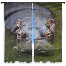 Hippo Swimming In Water Window Curtains 65514878