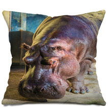Hippo Under The Bright Summer Sun Pillows 66280552