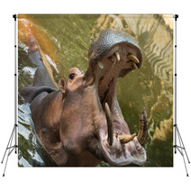 Hippopotamus Backdrops 56458730