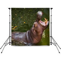 Hippopotamus Backdrops 60721581