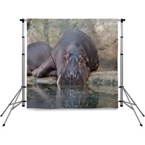 Hippopotamus Backdrops 64317387