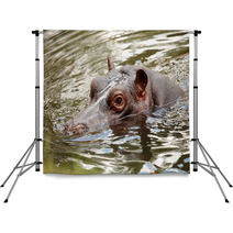 Hippopotamus Backdrops 65638654