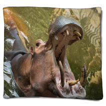 Hippopotamus Blankets 56458730