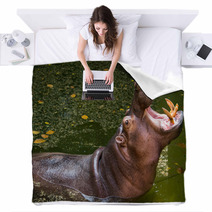 Hippopotamus Blankets 60721581