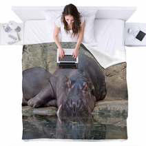 Hippopotamus Blankets 64317387