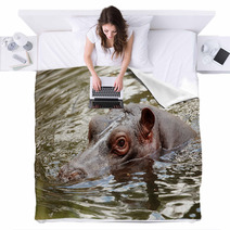 Hippopotamus Blankets 65638654