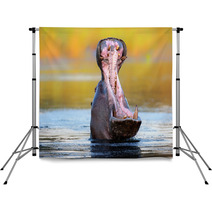 Hippopotamus Displaying Aggressive Behavior Backdrops 61440293