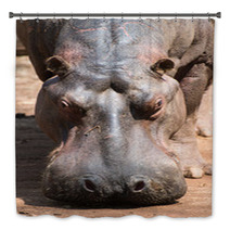 Hippopotamus In Mlilwane Wildlife Sanctuary. Bath Decor 45831955