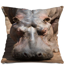 Hippopotamus In Mlilwane Wildlife Sanctuary. Pillows 45831955