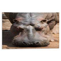 Hippopotamus In Mlilwane Wildlife Sanctuary. Rugs 45831955