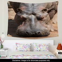 Hippopotamus In Mlilwane Wildlife Sanctuary. Wall Art 45831955