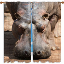 Hippopotamus In Mlilwane Wildlife Sanctuary. Window Curtains 45831955