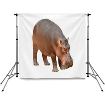 Hippopotamus Isolated Backdrops 56083358