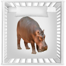 Hippopotamus Isolated Nursery Decor 56083358