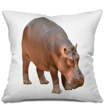 Hippopotamus Isolated Pillows 56083358