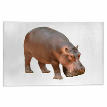 Hippopotamus Isolated Rugs 56083358