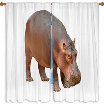 Hippopotamus Isolated Window Curtains 56083358