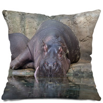 Hippopotamus Pillows 64317387