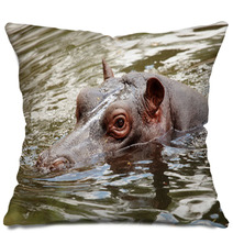 Hippopotamus Pillows 65638654