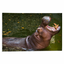 Hippopotamus Rugs 60721581