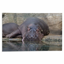 Hippopotamus Rugs 64317387
