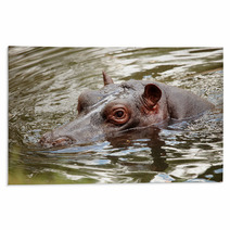 Hippopotamus Rugs 65638654