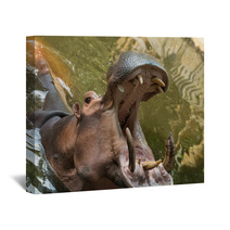Hippopotamus Wall Art 56458730