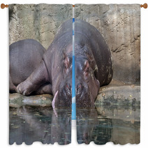 Hippopotamus Window Curtains 64317387