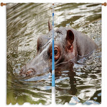 Hippopotamus Window Curtains 65638654