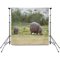 Hippopotamuses Backdrops 67411491