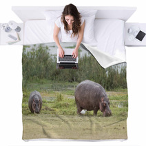 Hippopotamuses Blankets 67411491