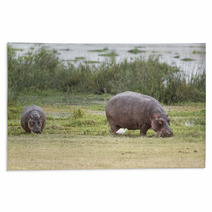 Hippopotamuses Rugs 67411491