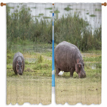 Hippopotamuses Window Curtains 67411491