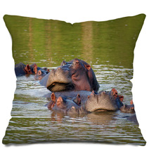 Hippos Pillows 1559146