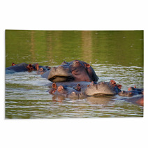 Hippos Rugs 1559146
