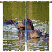 Hippos Window Curtains 1559146