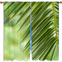 HOJA DE PALMERA. TROPICAL, VERDOR Window Curtains 62232599