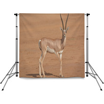 Horned Antilope In Samburu Game Park Backdrops 87641503