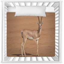 Horned Antilope In Samburu Game Park Nursery Decor 87641503
