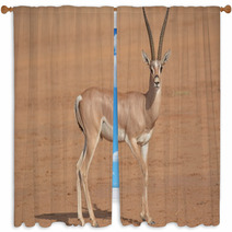Horned Antilope In Samburu Game Park Window Curtains 87641503