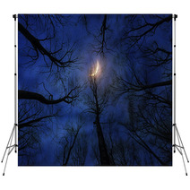 Horror Forest With Moon At Night Backdrops 133640480