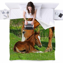 Horse Blankets 51338837