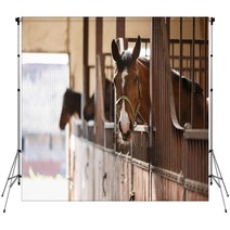 Horse In A Stall Backdrops 110731155