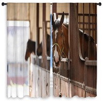 Horse In A Stall Window Curtains 110731155