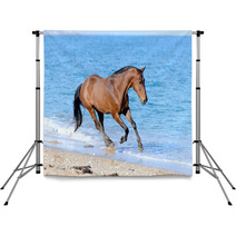 Horse In The Water Backdrops 52069302